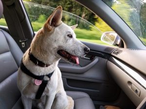 Driving with pets