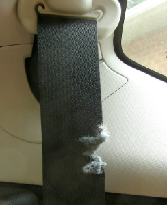 Frayed seat belt webbing needing replacement