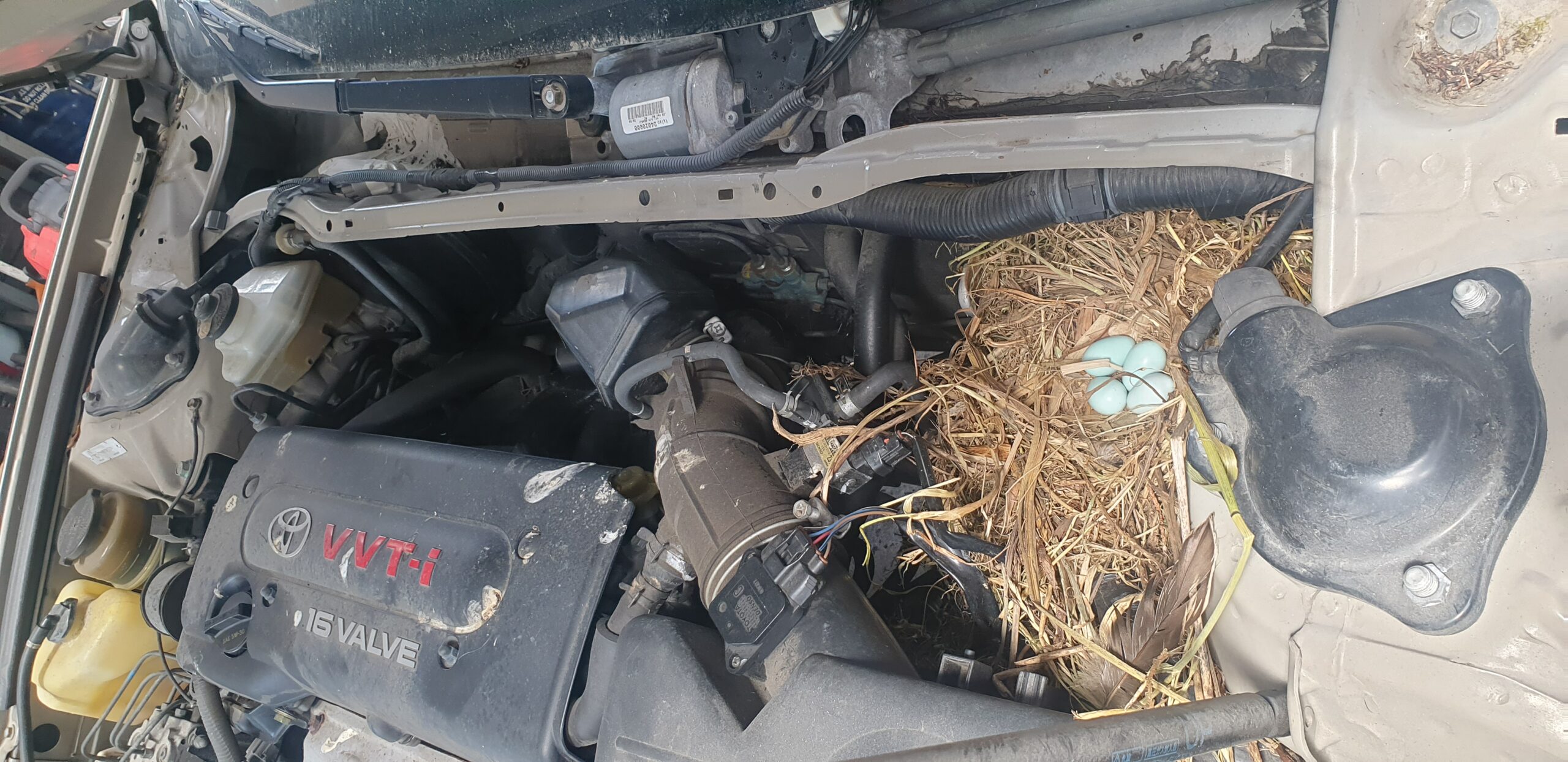 Birds Nests in your Cars Engine Hamilton